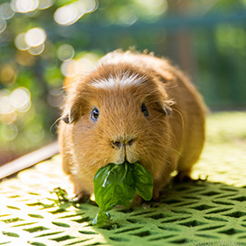 Can Guinea-Pigs Eat Spinach.png