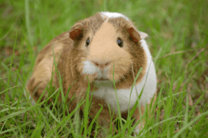 Can Guinea-Pigs Live Alone
