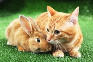 Can Rabbit-And-Cat Live Together