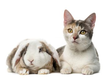 Can Rabbit And Cat Live Together