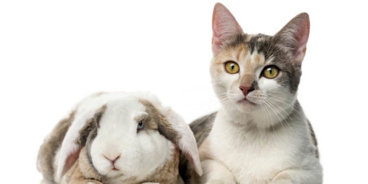 Can Rabbit And Cat Live Together
