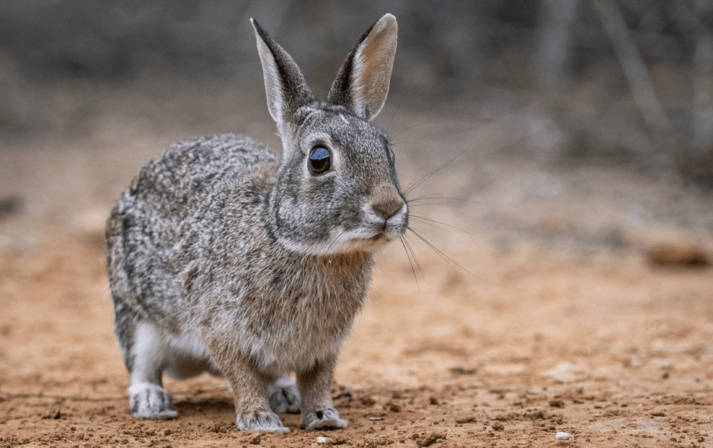 Can Rabbit Bedding Be Composted? MyPetCareJoy