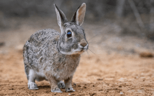 Can Rabbit-Bedding Be Composted
