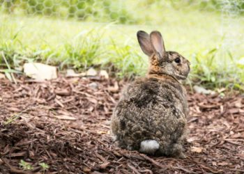 Can Rabbit Bedding Be Composted