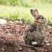 Can Rabbit Bedding Be Composted
