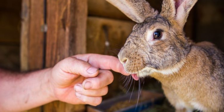 Can Rabbit Bite You