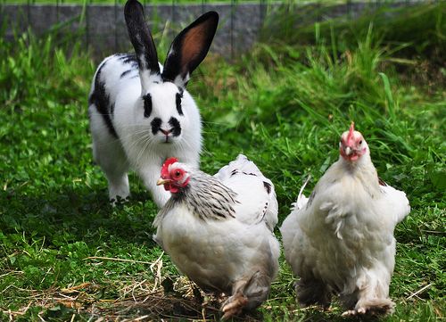 Can Rabbits -And-Chickens Live Together