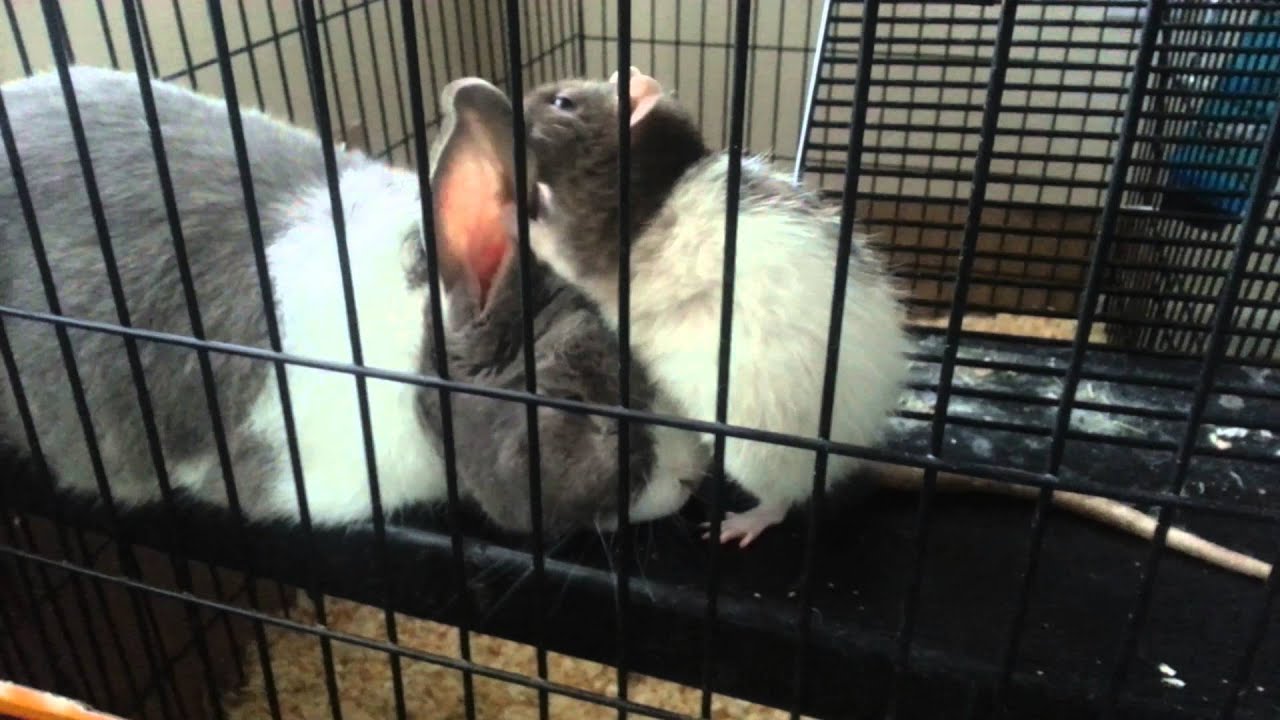 Can Rabbits And Rats Live Together? MyPetCareJoy