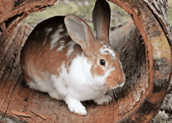 Can Rabbits Chew On Woods