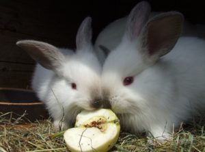 Can-Rabbits Eat Apples