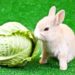 Can Rabbits Eat Cabbage