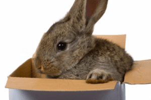 Can-Rabbits Eat Cardboard