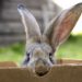 Can Rabbits Eat Cardboard