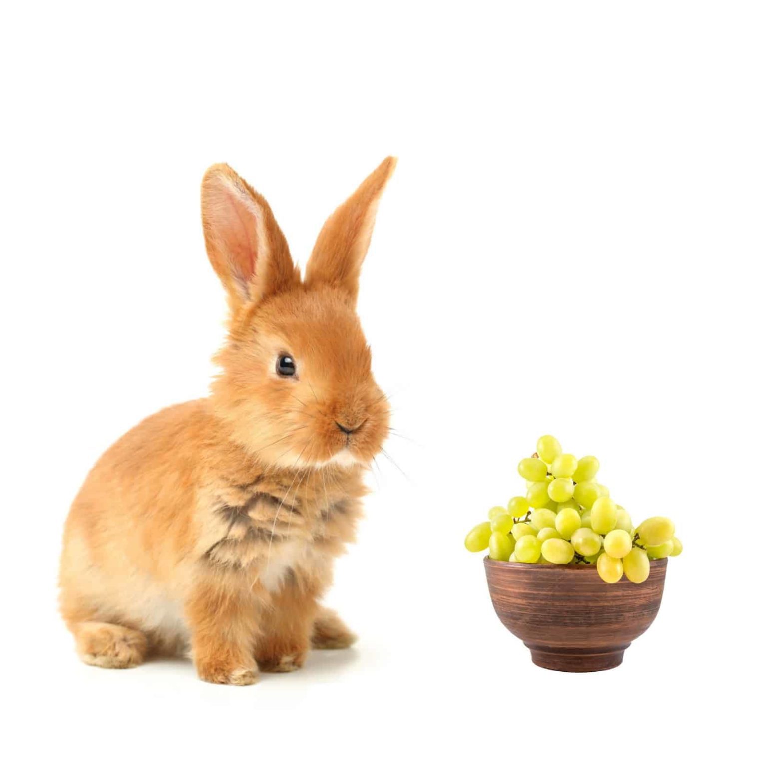 Can Rabbits Eat Grapes? MyPetCareJoy