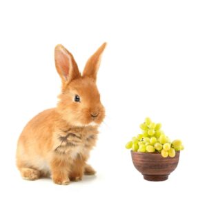 Can Rabbits-Eat Grapes