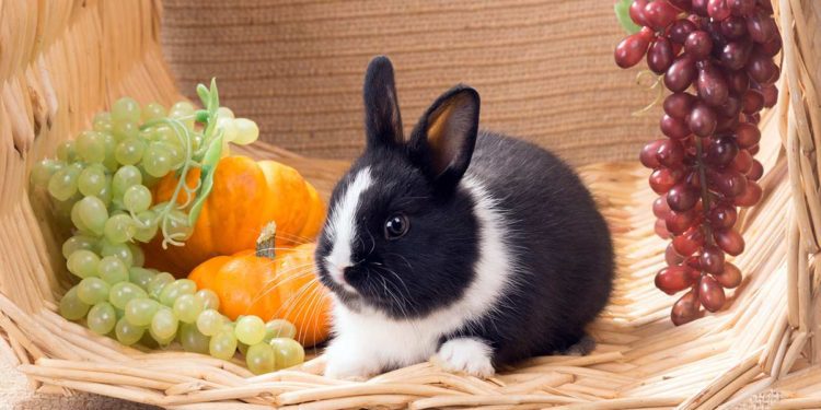 Can Rabbits Eat Grapes