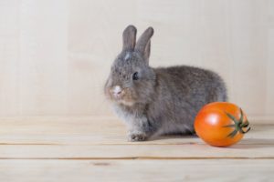Can Rabbits-Eat Tomatoes