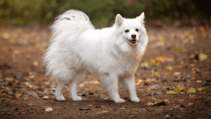 Common Health Problems With American-Eskimo Dogs