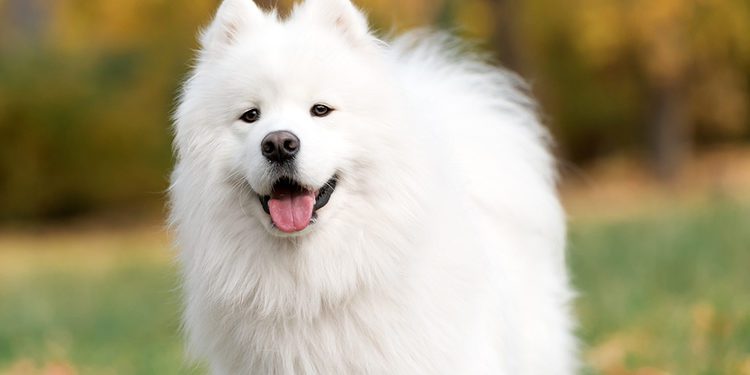 Common Health Problems With American Eskimo Dogs
