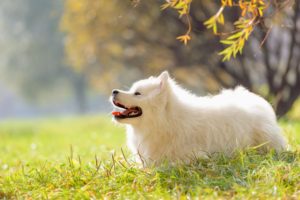 Do American-Eskimo Dogs Get Along With Other Dogs