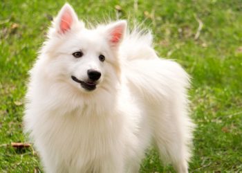 Do American Eskimo Dogs Get Along With Other Dogs