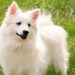 Do American Eskimo Dogs Get Along With Other Dogs