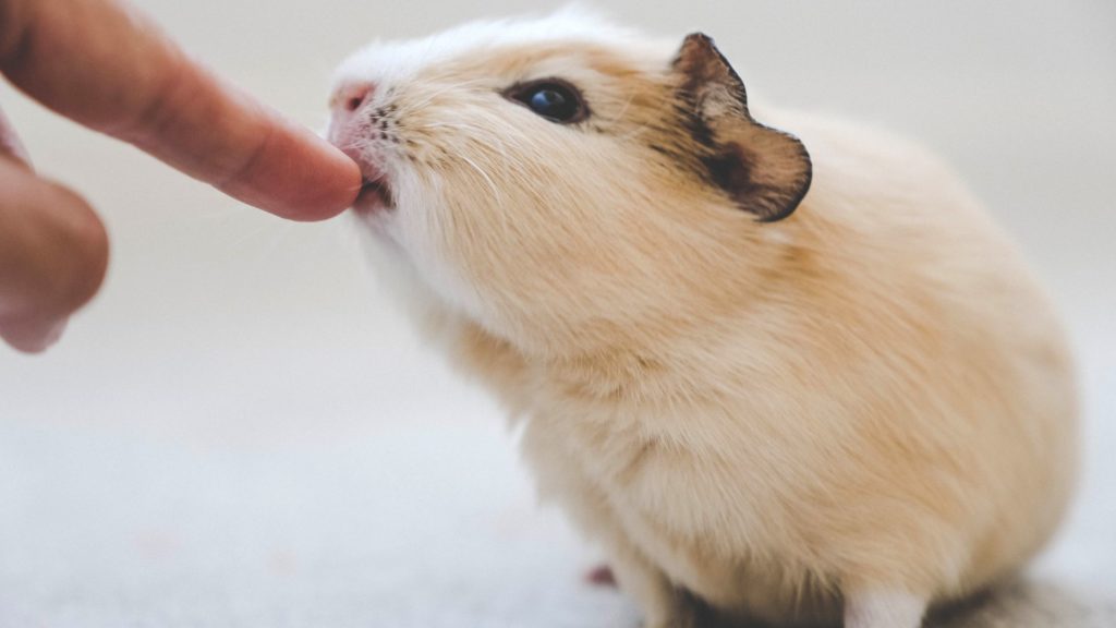 Do Guinea Pigs Bite MyPetCareJoy