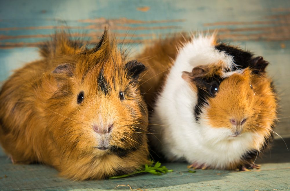 Do-Guinea-Pigs Hibernate