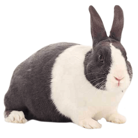 7 Best Pet Rabbit Breeds For Children | MyPetCareJoy