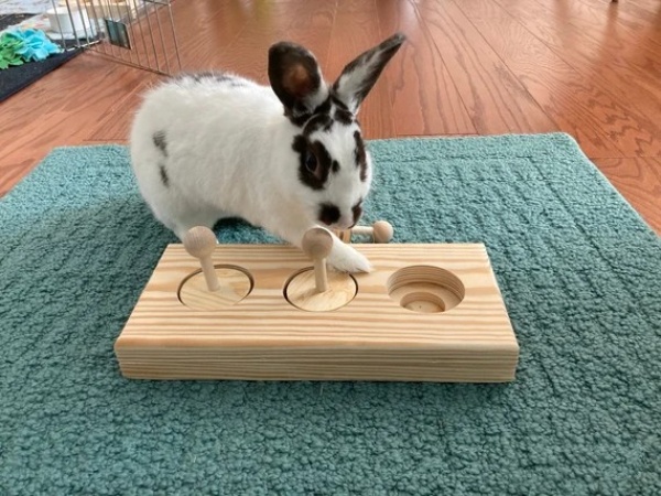 Enrichment-Activities For Rabbits