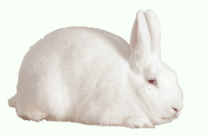 Florida white rabbits