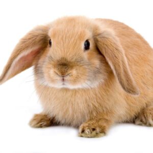 French Lop rabbits