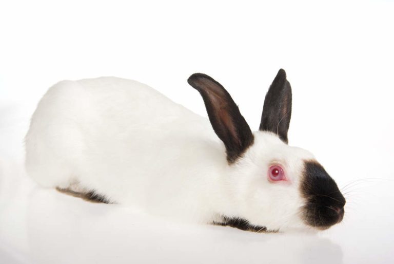 7 Best Pet Rabbit Breeds For Children MyPetCareJoy