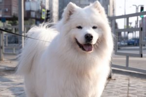 How Big Do American-Eskimo Dogs Get