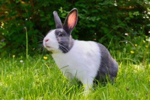 How To Care For A Pet-Rabbit