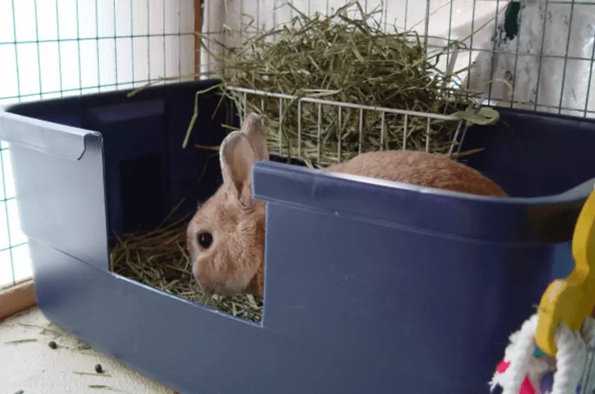 How To Litter Train Your Rabbit? MyPetCareJoy