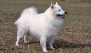 Can American-Eskimo Dogs Live In Hot Weather