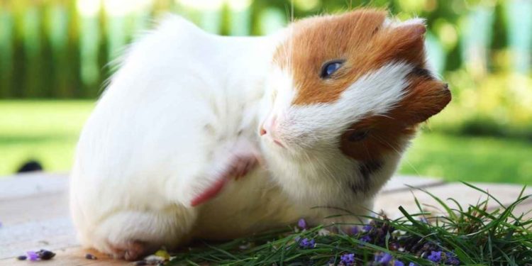 Guinea Pigs From Mites