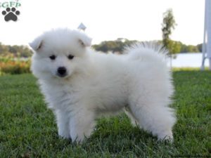 How To Train An American-Eskimo Puppy