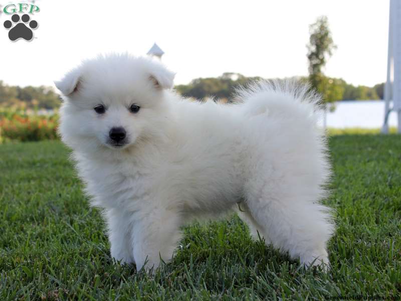 How To Train An American Eskimo Puppy? MyPetCareJoy