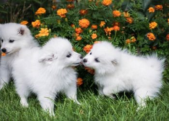 How To Train An American Eskimo Puppy