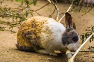 Safe Woods for Rabbits