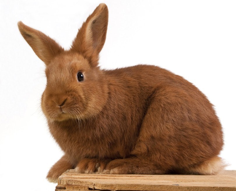 7 Best Pet Rabbit Breeds For Children MyPetCareJoy