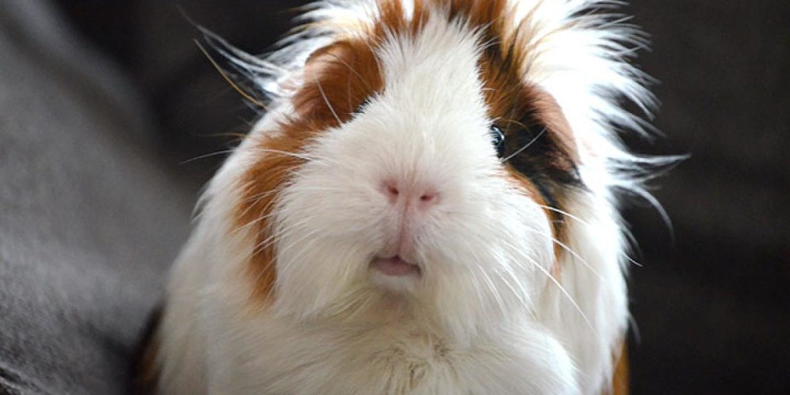 What Is Guinea Pig Barbering and How to Stop It? | MyPetCareJoy