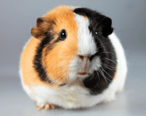 What Is Guinea-Pig Barbering and How to Stop It