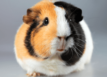 What Is Guinea-Pig Barbering and How to Stop It