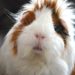 What Is Guinea Pig Barbering and How to Stop It