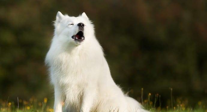 Why Do American Eskimo Dogs Howl