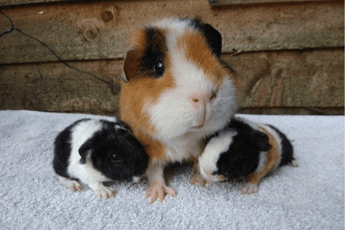 Why Do Guinea Pigs Eat Their Babies? MyPetCareJoy