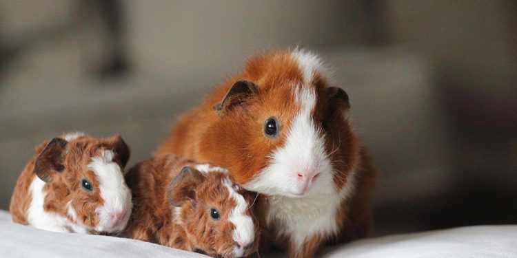 Why Do Guinea Pigs Eat Their Babies